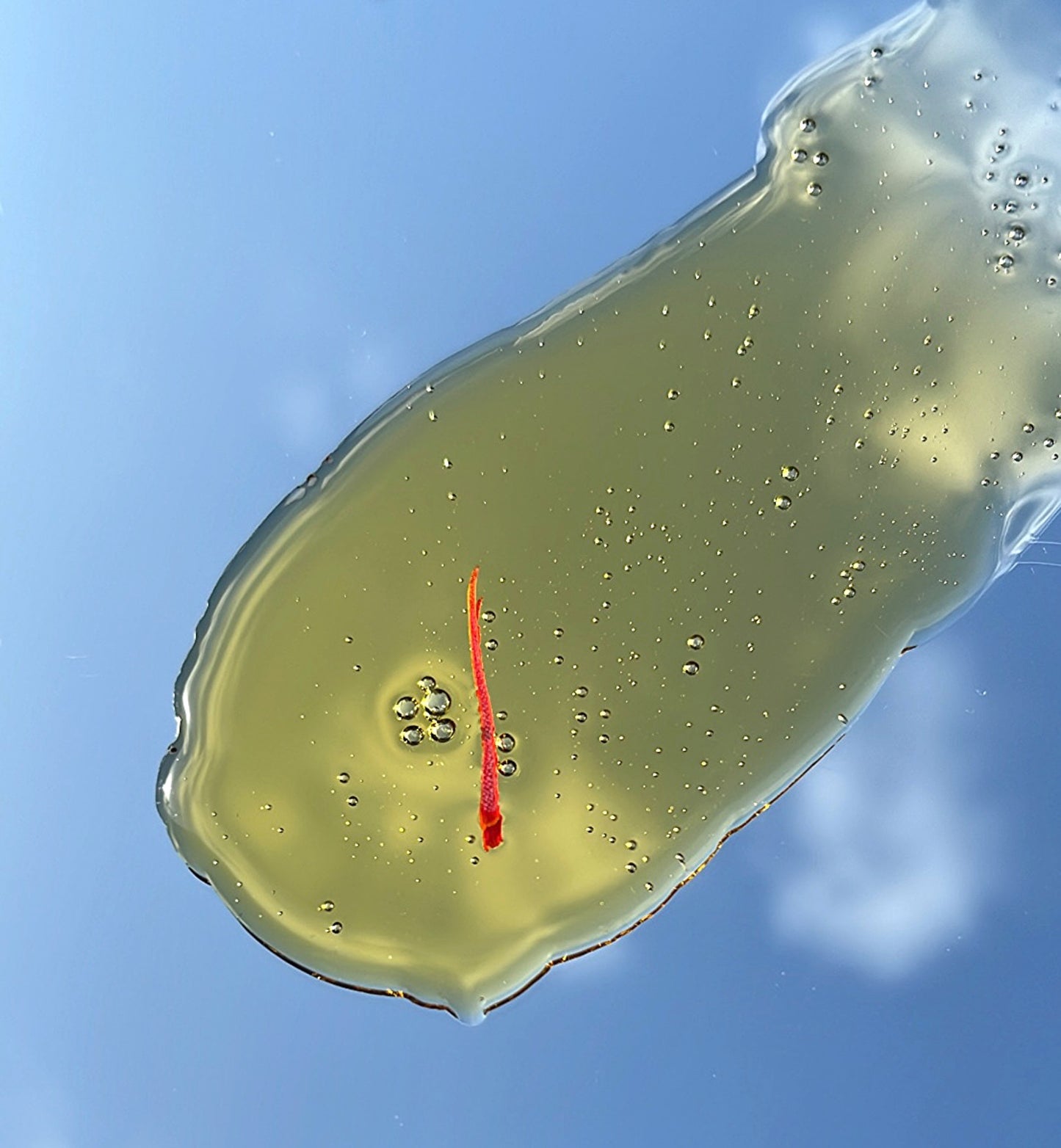 Close-up of a red worm-like creature on a greenish surface with a blue background